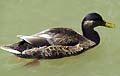 Guy Fanguy - Artist - Animals - Louisiana - Native Animals (33).jpg Size: 25843 - 9